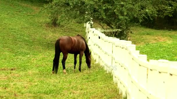 Pferd weidet auf der grünen Wiese — Stockvideo