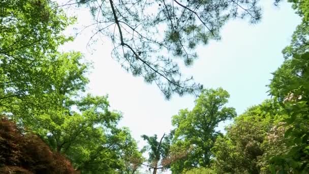 Uitzicht Groene Bomen Tegen Blauwe Hemel Pochun Kyonggi Provincie Zuid — Stockvideo