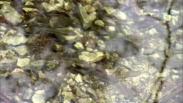Fisch im transparenten Meerwasser — Stockvideo
