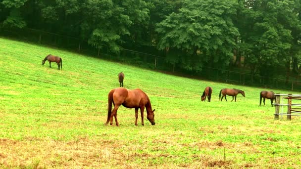 Caballos pastando en prado verde — Vídeo de stock