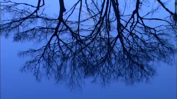 Bomen reflecteren op het oppervlak van de vijver — Stockvideo