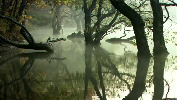 Деревья отражаются на зеркальной поверхности озера — стоковое видео