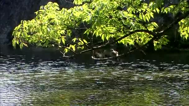oiseaux assis sur la branche d'arbre sur la rivière 