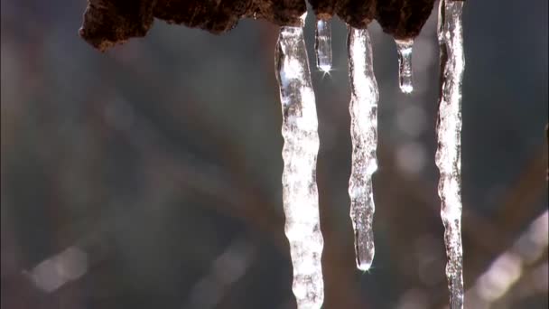 Gotas de agua de los carámbanos — Vídeos de Stock