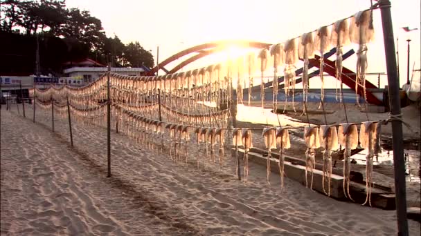 Lulas secas penduradas em cordas na praia — Vídeo de Stock