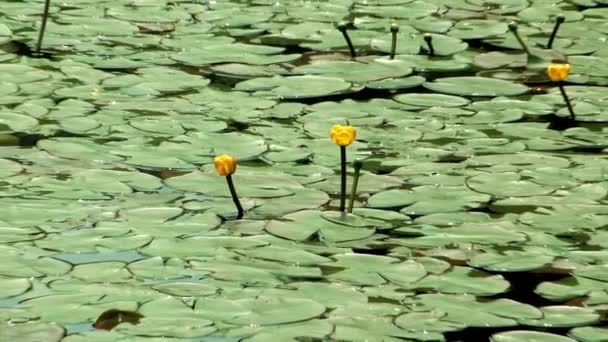 Pond with lotus leaves in Korea Arboretum — Stock Video