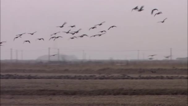 Flyttande fåglar flyger över höstens äng — Stockvideo