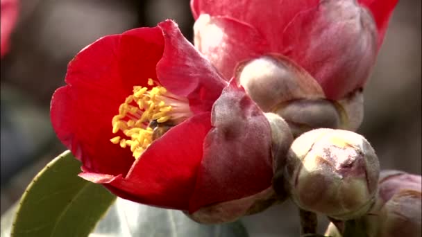 Пчела собирает пыльцу в красный цветок — стоковое видео
