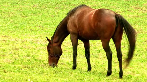 绿色的草地上吃草的马 — 图库视频影像