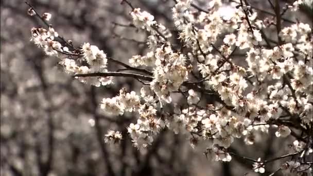 Zamknij Widok Kwiatu Śliwy Japońskie Gwangyang Prowincji Jeollanam Korea — Wideo stockowe