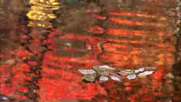 Reflection of yellow and red leaves in water — Stock Video