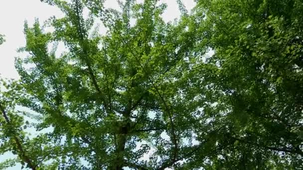 Uitzicht Groene Bomen Tegen Blauwe Hemel Pochun Kyonggi Provincie Zuid — Stockvideo