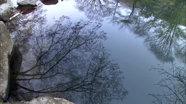 Arbres réfléchissant sur la surface miroir de l'étang — Video