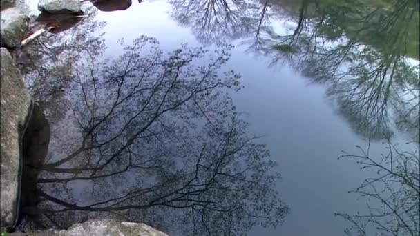 Bomen nadenken over spiegelend oppervlak van de vijver — Stockvideo