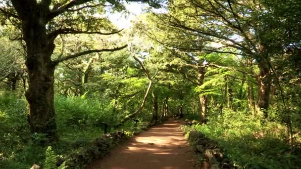 Sendero en los bosques de la isla de Jeju — Vídeo de stock