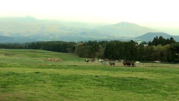 Cavalli al pascolo sul prato verde — Video Stock