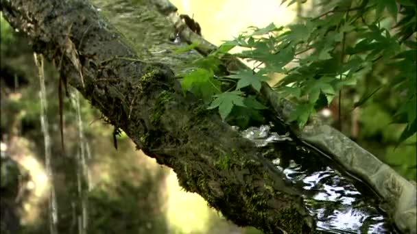 Detail Tekoucí Proud Vody Uvnitř Dřevěné Potrubí Vyrobené Kmene Stromu — Stock video