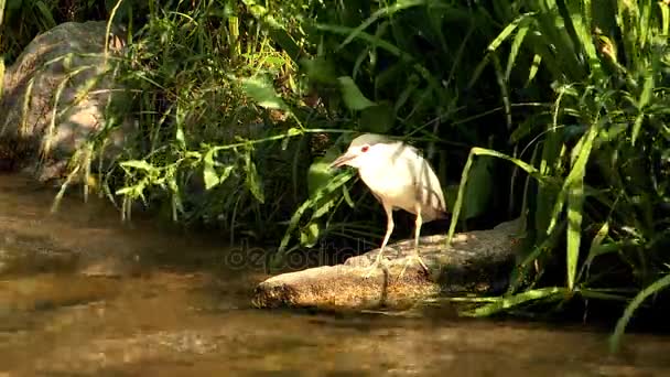 Fågel dricksvatten av Cheonggye creek — Stockvideo