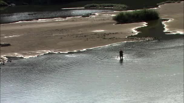 Mann fängt Muscheln mit Netz aus Wasser — Stockvideo