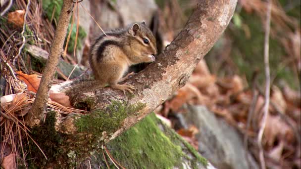 Paesaggio di Jungsun-gun, Gangwon-do, Corea — Video Stock