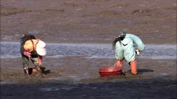 Ludzie, wyciągając małże z piasku na wybrzeżu — Wideo stockowe