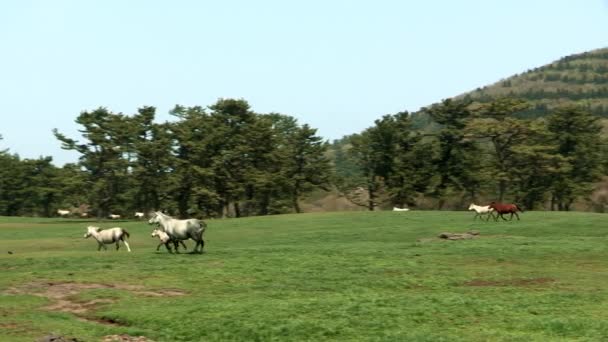 chevaux pâturant sur la prairie verte 