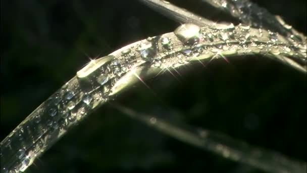 Dew Spring Grass Sunlight Gyeongju Gyeongbuk Korea — Stock Video