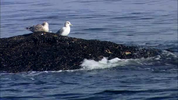 Piedra con dos gaviotas — Vídeo de stock