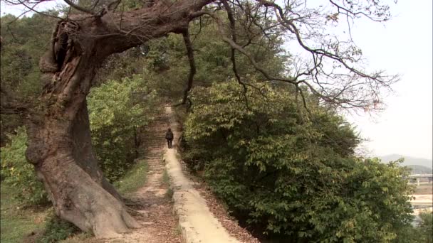 Rastros Entre Árboles Otoño Gongju Chungcheongnam Corea — Vídeos de Stock