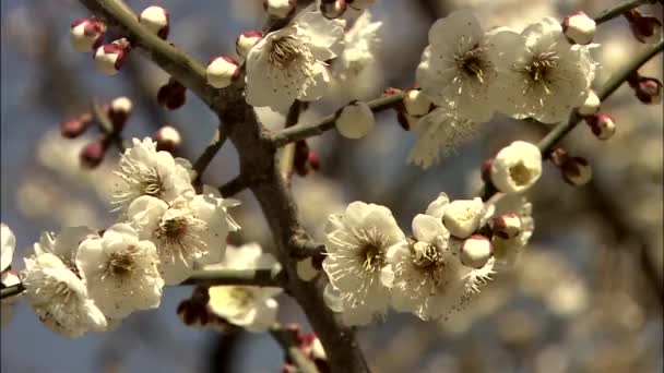 Närbild Japanska Plommon Blossom Gwangyang Sydjeolla Provinsen Korea — Stockvideo