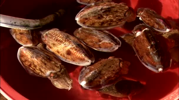 Nahaufnahme Von Tintenfischen Die Roter Schale Schwimmen — Stockvideo