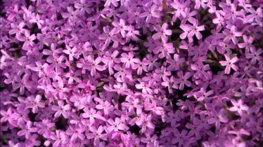 Pembe çiçekler, Jangseong-gun,: Jeollanam-do, Kore çiçek açan