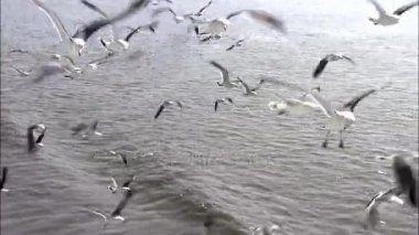 okyanus üzerinde uçan martıları sürüsü