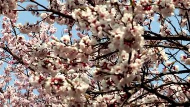 güzel ağaç dalları ile kiraz çiçeği