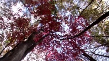  Gurye-si,: Jeollanam-do Eyaleti, Kore sonbahar manzara