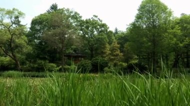 Kore Botanik Bahçesi yapraklarda lotus gölet