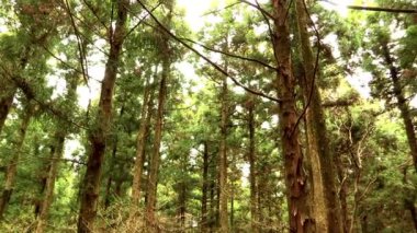 Woods Jeju Adası'nın görünümü