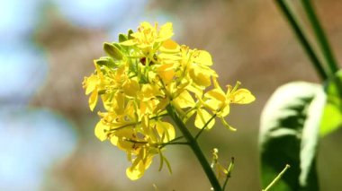 Jeju Adası'nın sarı çiçek