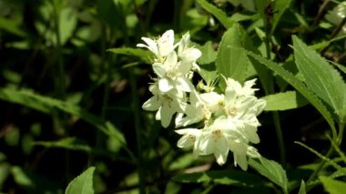 Çiçek açan çiçekler, Pochun-si, Gyeonggi-do Province, Kore görünümünü kapat