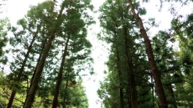 Jeju Adası'nın ormanda yol