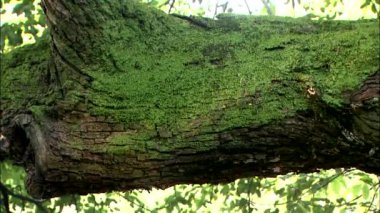 Eski yosun kaplı ağaçta yansıtan parlak su dalgaları 