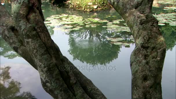 Bomen weerspiegeling in water — Stockvideo