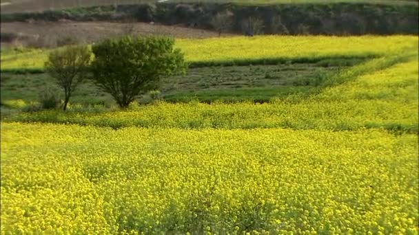 Blooming Rapeseed Feeld Jindo Gun Jeollanam Korea — Stock Video