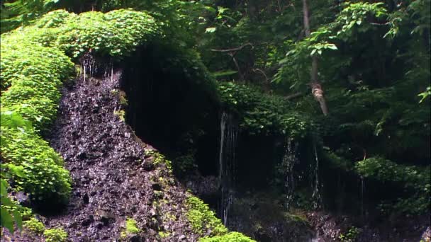 Cueva con arroyo en bosque — Vídeo de stock