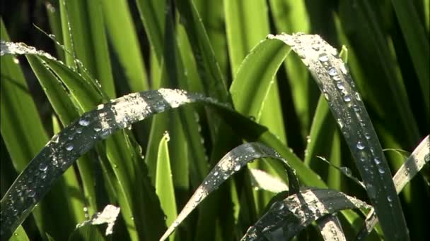 Dew Spring Grass Sunlight Gyeongju Gyeongbuk Korea — Stock Video