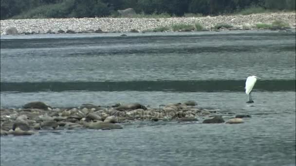 Witte reiger staande op steen — Stockvideo