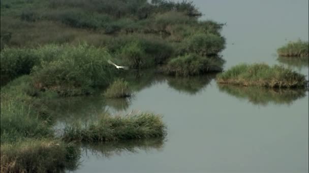 Weißer Vogel fliegt über den Fluss Seomjingang — Stockvideo