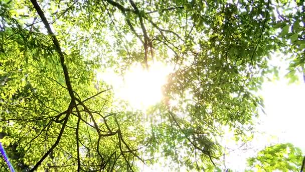 Park yeşil yaprakların görünümü kırpılmış — Stok video