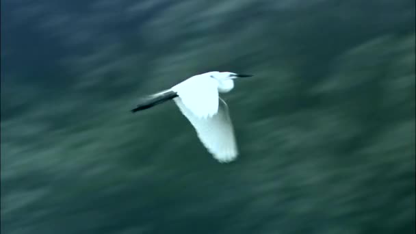 Garça branca voando sobre a floresta — Vídeo de Stock