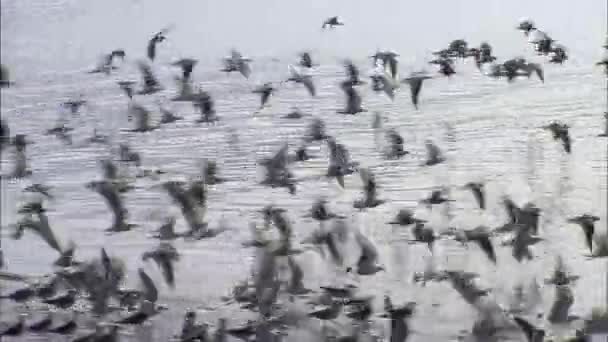 Zwerm vogels vliegen over waterbron — Stockvideo